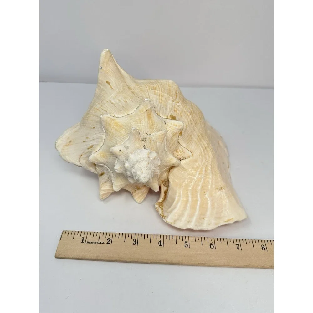 Large Natural Sea Shell Queen Conch 10